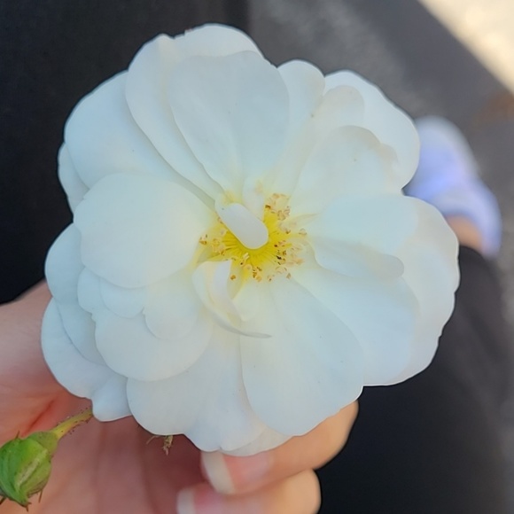 liya_maliya